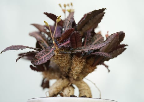 Euphorbia francoisii