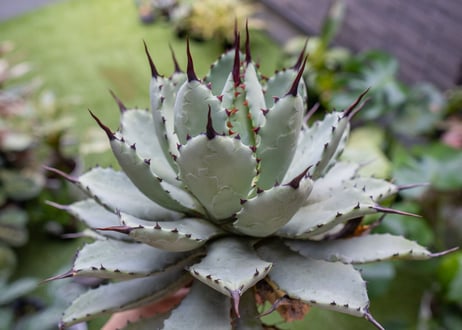 Agave macroacantha x Potatorum 中 NO.3 (G)