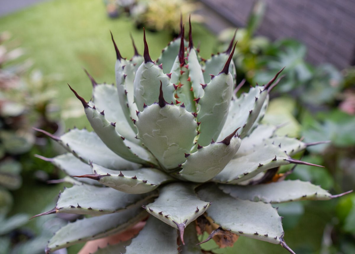 Agave macroacantha x Potatorum 中 NO.3 (G) | man