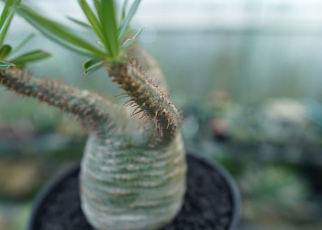 パキポディウム　グラキリス　 Pachypodium Gracilius  No.3