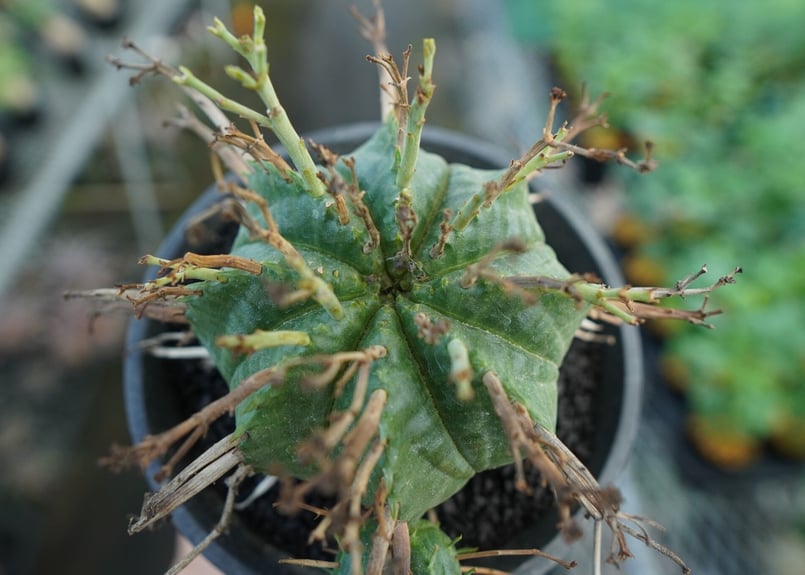 ユーフォルビア スーパーバリダ Euphorbia super valida No.2 |