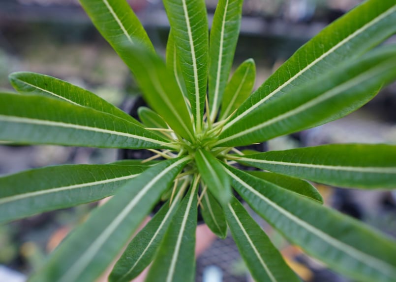 パキポディウム アンボンゲンセ Pachypodium ambongense No.1 | m