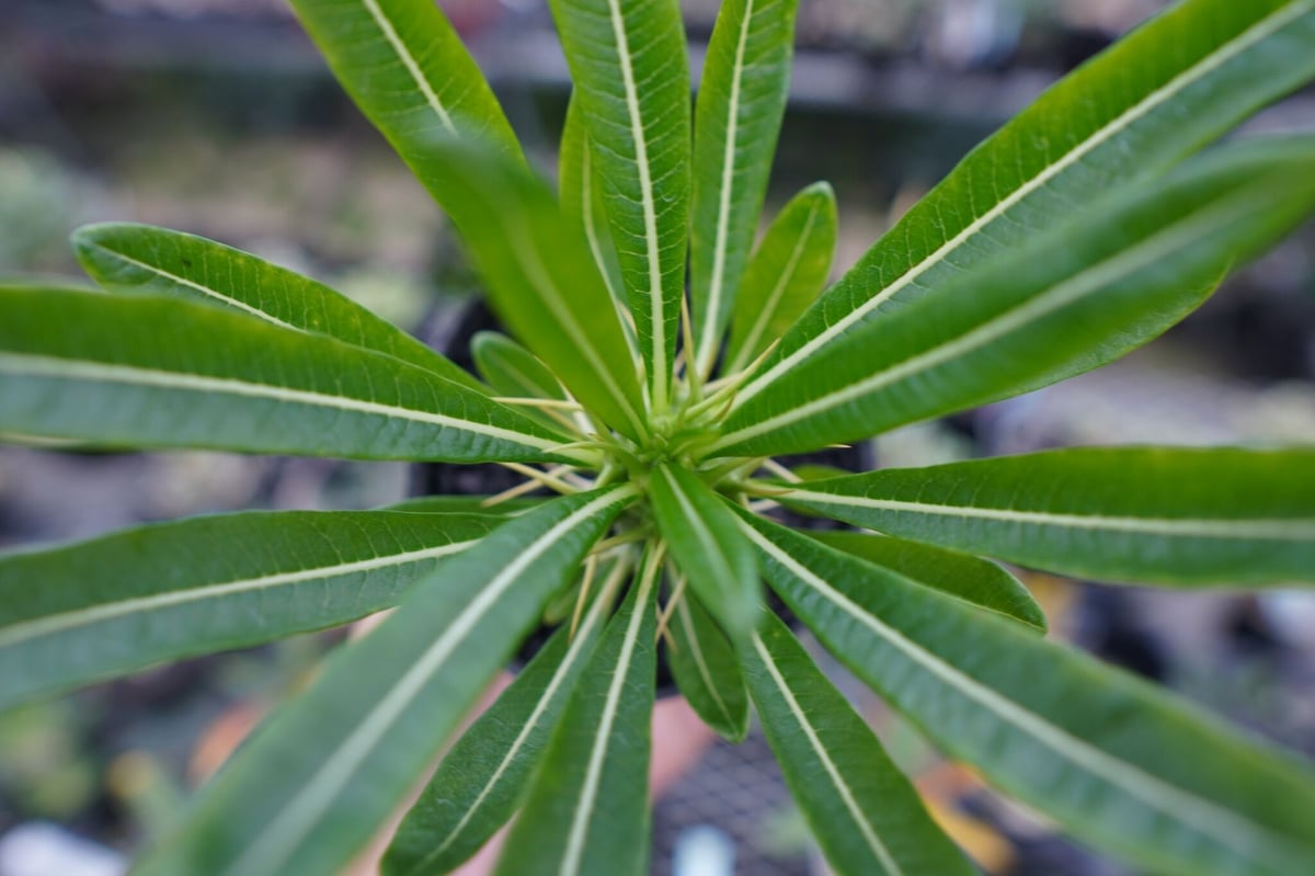 パキポディウム アンボンゲンセ Pachypodium ambongense No.1 | m