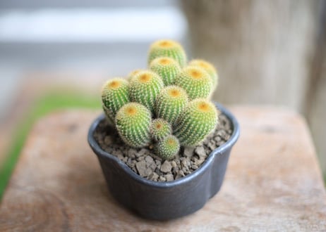 《ご予約品》サボテン　金晃丸　Eriocactus leninghausii