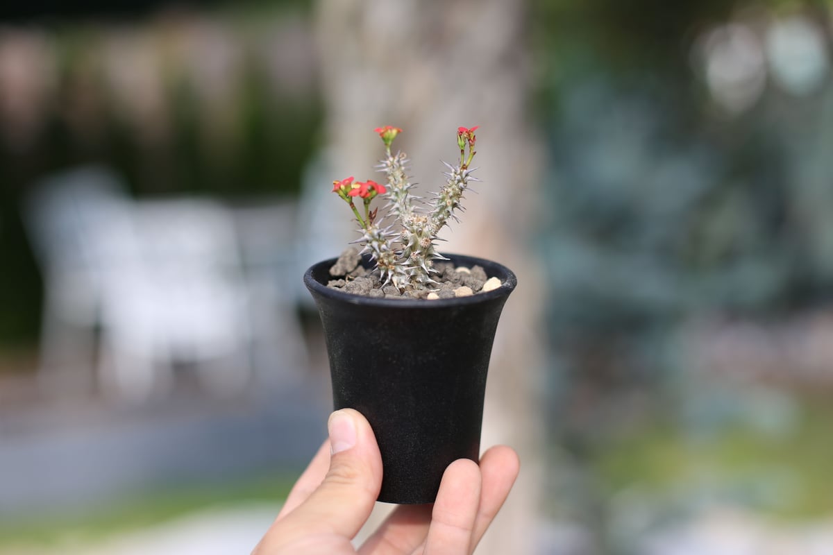 ユーフォルビア ゴッドレベイ | mana's farm:塊根植物・アガベ