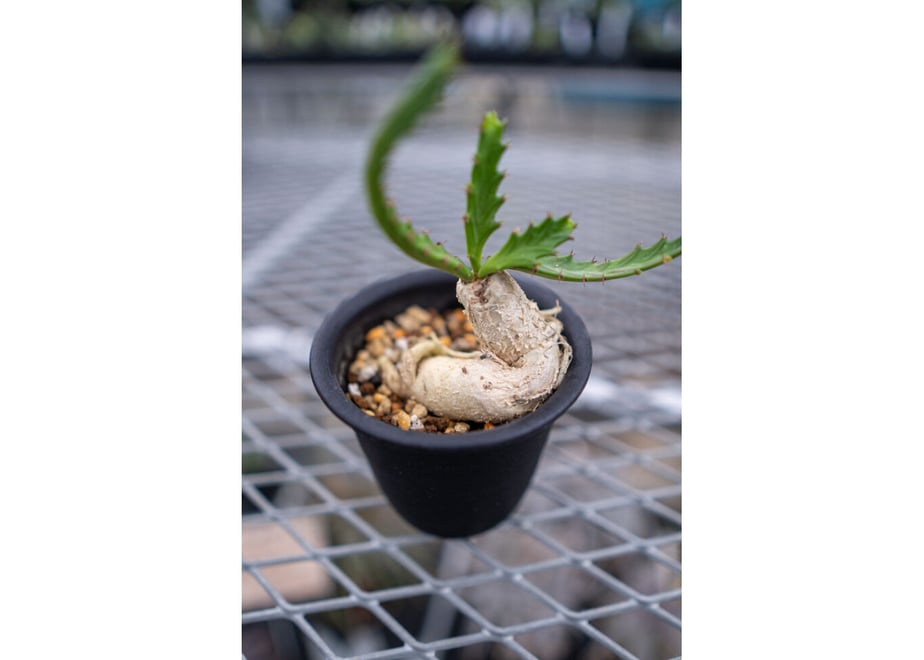6166801d4385a512aaef0e64