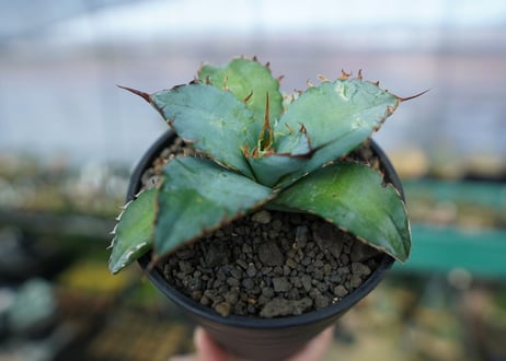 アガベ　チタノタ　ブルー　agave titanota Blue　No.1