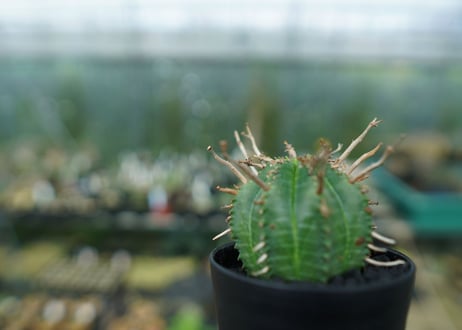 ユーフォルビア　スーパーバリダ　Euphorbia super valida