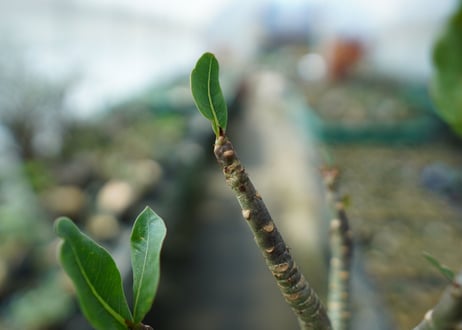 アデニウム　Adenium　No.6