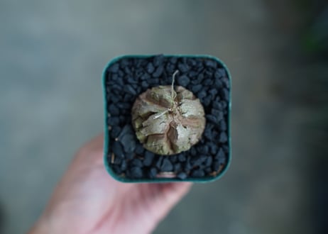 亀甲竜　Dioscorea elephantipes　No.5