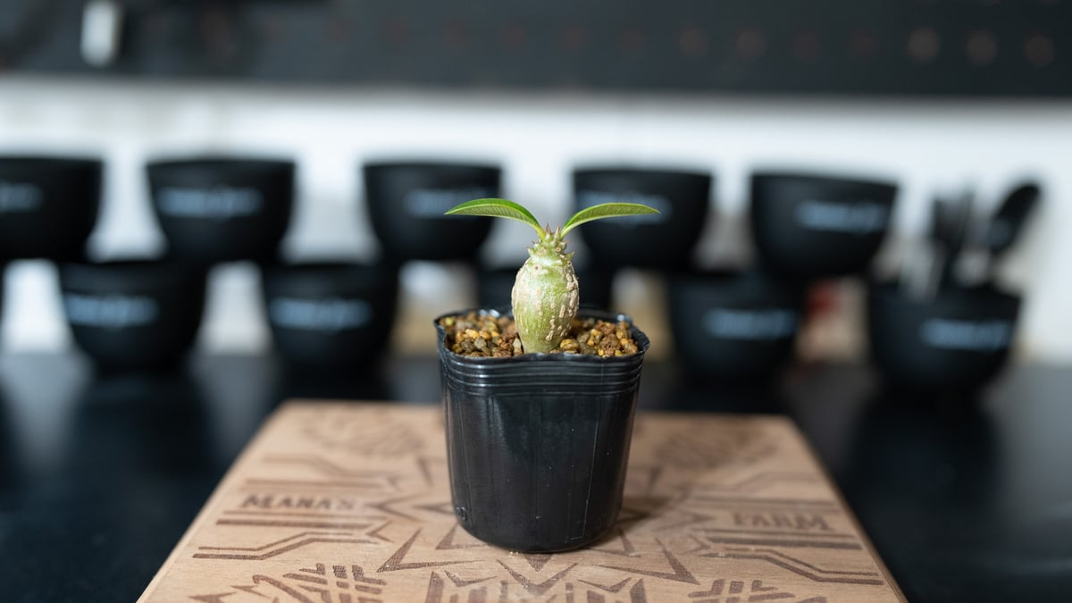 パキポディウム ウィンゾリー 沖縄実生 No.3 | mana's farm:塊根植物