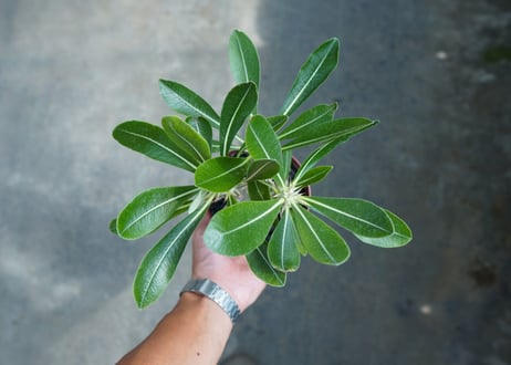 パキポディウム　デンシフローラム　Pachypodium densiflorum　No.3