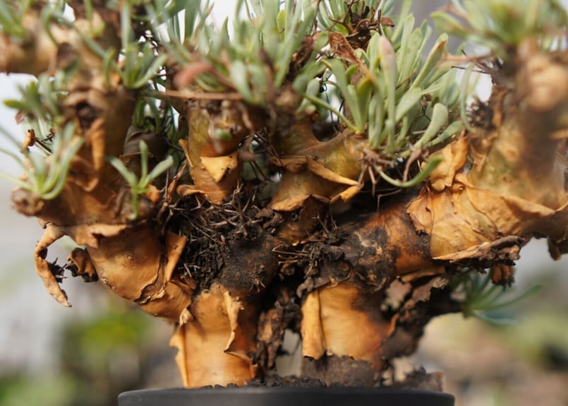 t*n様 オトンナ　ユーフォルビオイデス（抜き苗）！ t*n様 オトンナ ユーフォルビオイデス（抜き苗）！ オトンナ