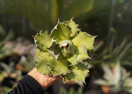 agave　姫厳竜　№11