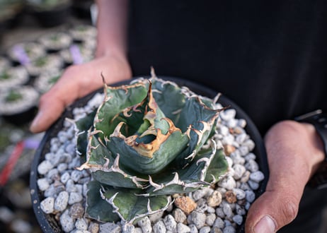 agave titanota　白鯨  ガチムチ選抜株  No.3