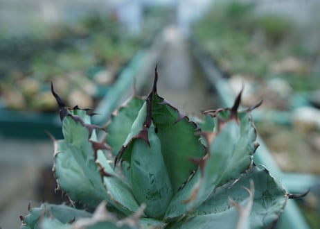アガベ　チタノタ　 ブラックアンドブルー 　Agave titanota black and blue　No.1