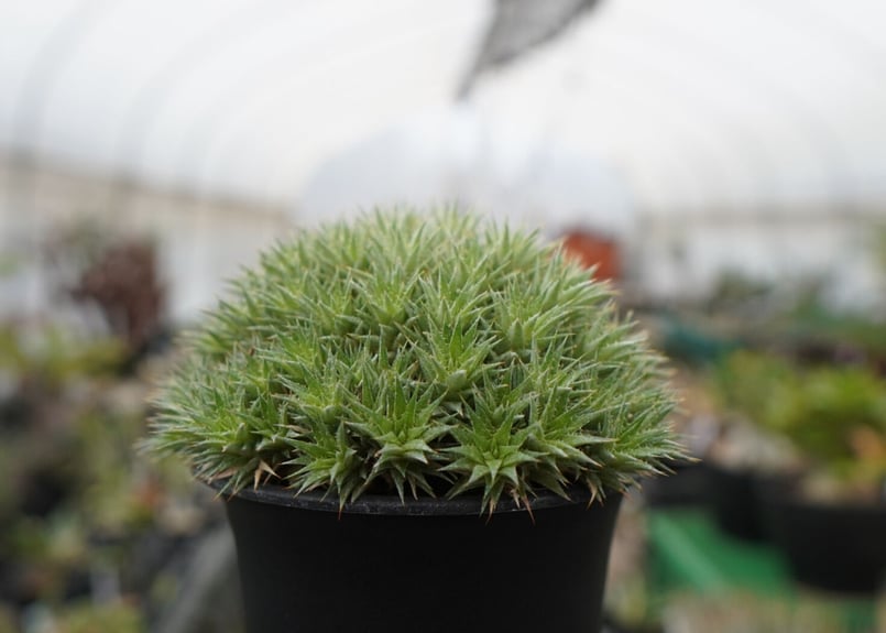 デウトコロニア クロランサ Deuterocohnia chlorantha | mana's