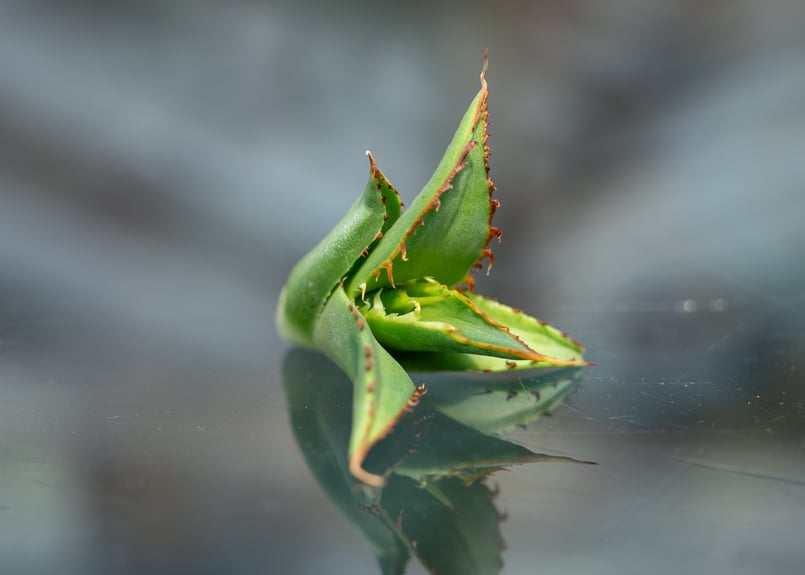 アガベ FO-76 カキコ株 | mana's farm:塊根植物・アガベ・ドライ