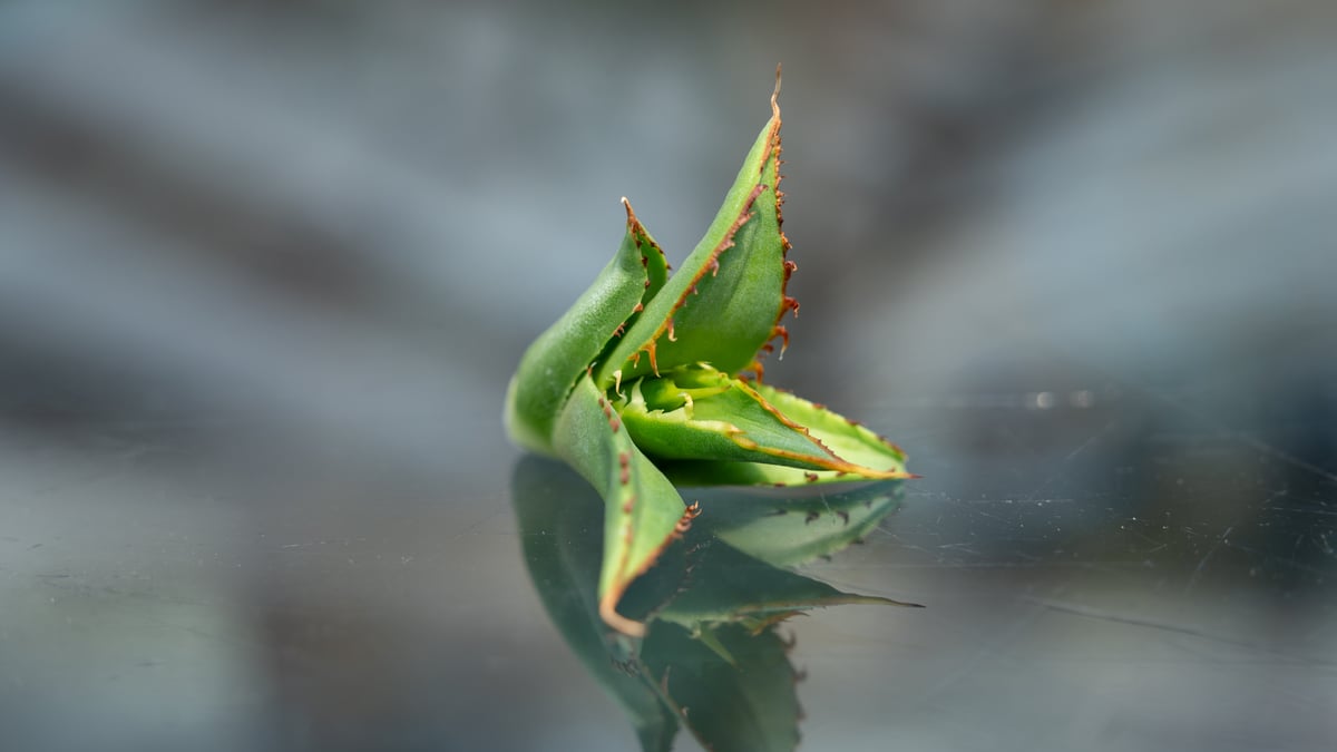 アガベ FO-76 カキコ株 | mana's farm:塊根植物・アガベ・ドライ