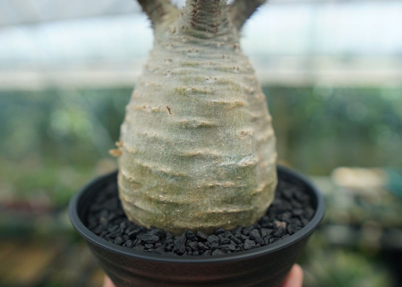パキポディウム グラキリス Pachypodium Gracilius No.2 | ma