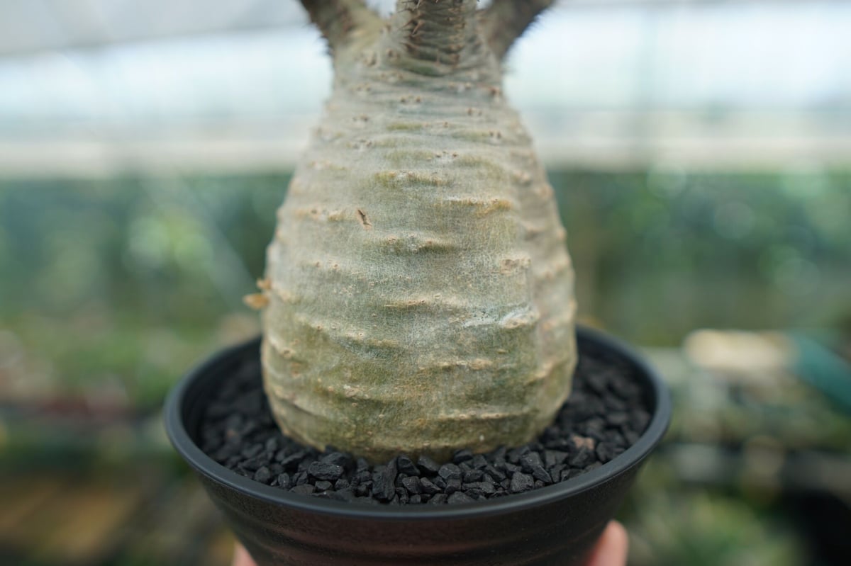 パキポディウム グラキリス Pachypodium Gracilius No.2 | ma
