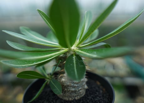 パキポディウム　恵比寿大黒　Pachypodium Densicaule　No.7