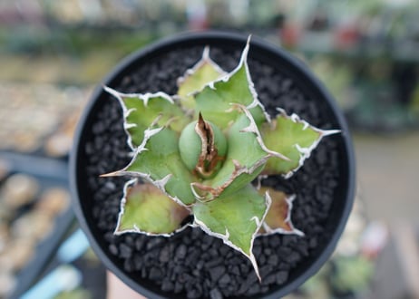 アガベ チタノタ シーザー agave titanota caesar　No.1