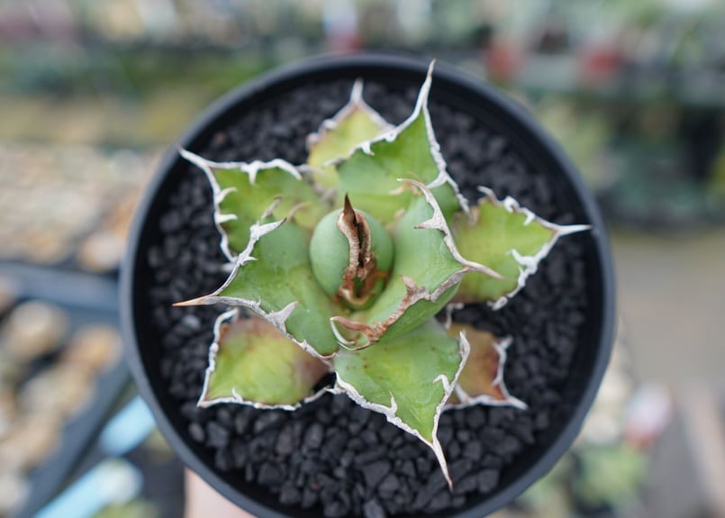 アガベ　シーザー　NO,1 アガベ チタノタ シーザー agave titanota caesar No.1 | mana