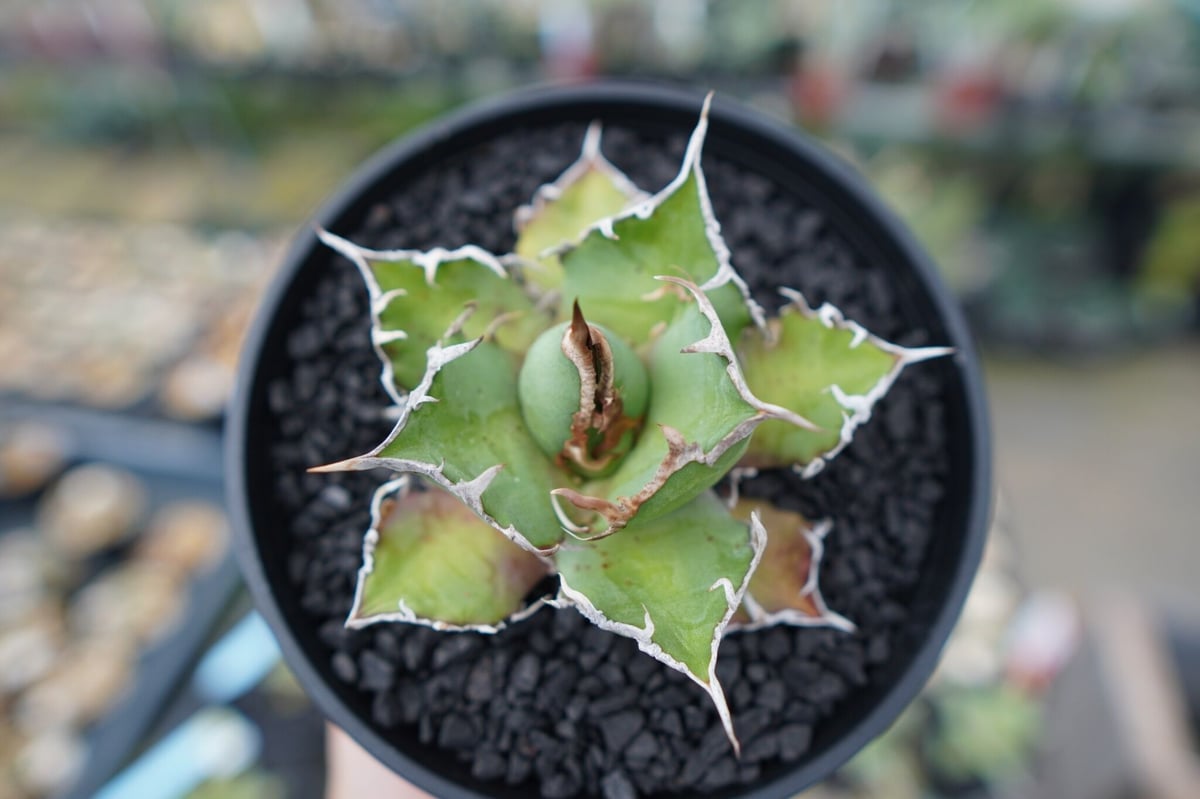 アガベ チタノタ シーザー agave titanota caesar No.1 | mana