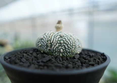 アストロフィツム　スーパー兜　Astrophytum asterias 'Superkabuto' No.3
