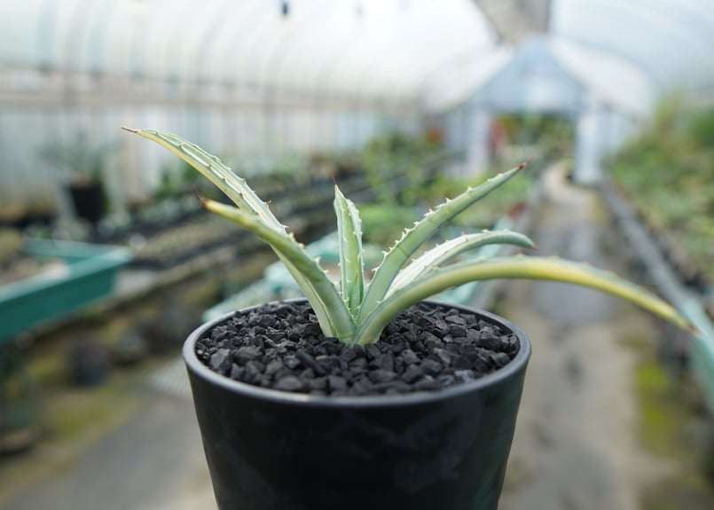 アガベ マクロアカンサ錦 Agave macroacantha variegata | man アガベ マクロアカンサ錦 Agave macroacantha variegata | man