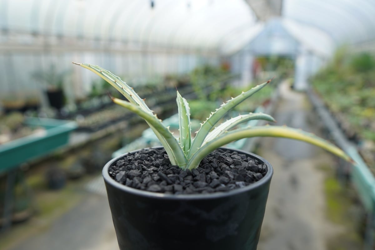 アガベ マクロアカンサ錦 Agave macroacantha variegata | man