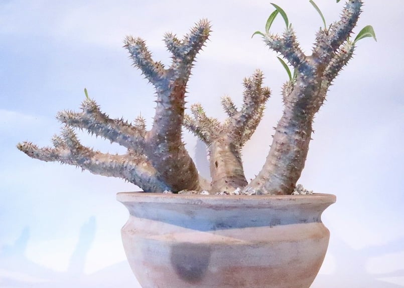 塊根植物（大） パキポディウム ホロンベンセ 陶器鉢 おしゃれ鉢 受皿付き 塊根植物（大） パキポディウム ホロンベンセ 陶器鉢 おしゃれ鉢 受皿