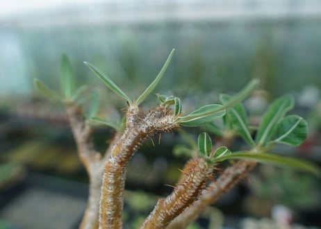 パキポディウム　グラキリス　 Pachypodium Gracilius  No.3