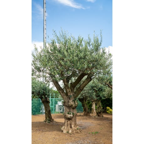 STORES オリーブ古木の検索結果