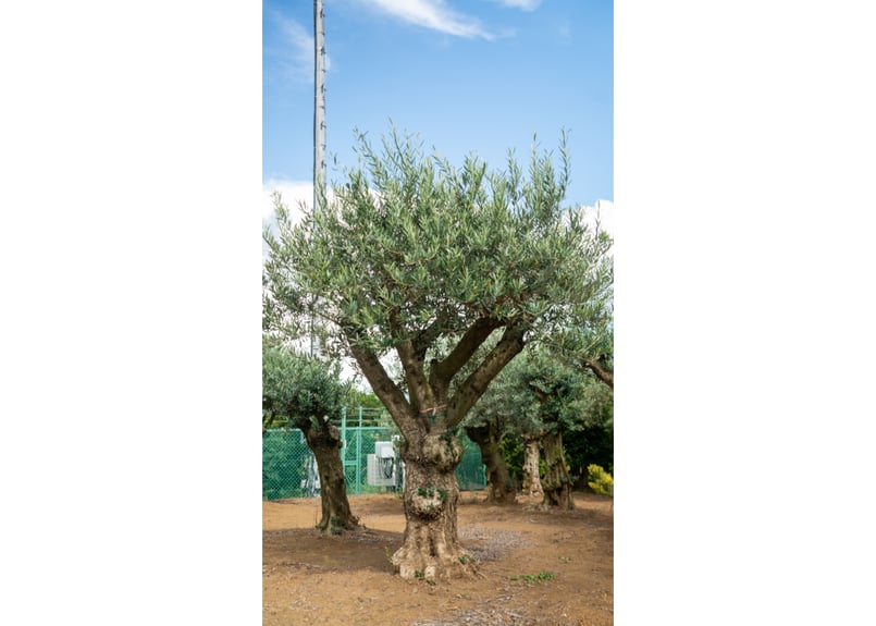 ねこなでたい農園　オリーブの木　コラティナ　極太　古木　8月17日出品終了 ねこなでたい農園 オリーブの木 コラティナ 極太 古木 8月17日出品