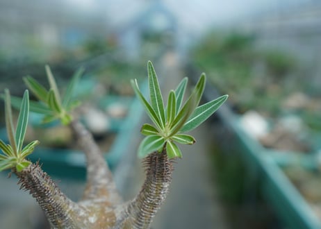 パキポディウム　グラキリス　 Pachypodium Gracilius  No.4