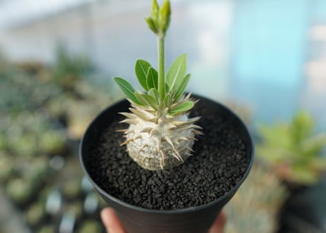 パキポディウム　恵比寿大黒　Pachypodium Densicaule　No.5