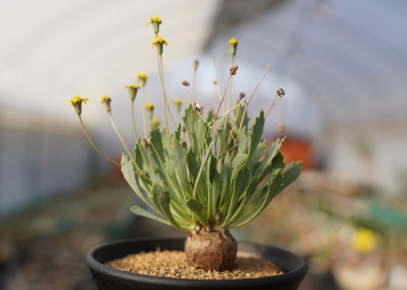 オトンナsp ユーフォルビオイデス×スタインコフ Othonna euphorbioides×