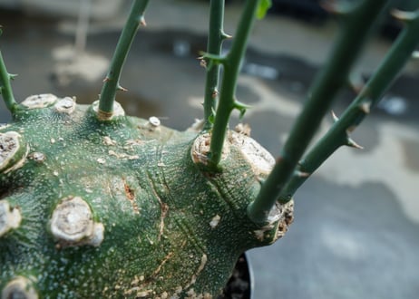 アデニア　グロボーサ　Adenia globosa