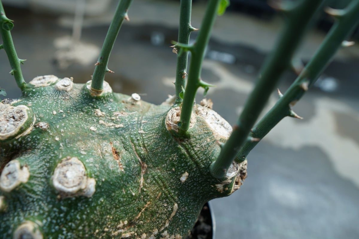アデニア グロボーサ Adenia globosa | mana's green:塊根植物 アデニア グロボーサ Adenia globosa | mana's green:塊根植物