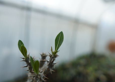 パキポディウム　デンシフローラム　Pachypodium densiflorum　No.4