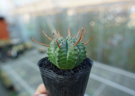 ユーフォルビア　スーパーバリダ　Euphorbia super valida  No.2
