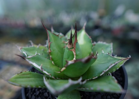 アガベ　チタノタ　Agave titanota　No.1
