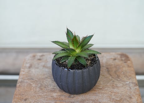 Agave horrida