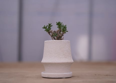姫紅子松　Trichodiadema bulbosum