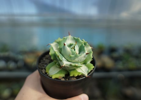 アガベ　王妃雷神錦　白中斑　Agave　“Ohi Raijin Nishiki Shironakahu”