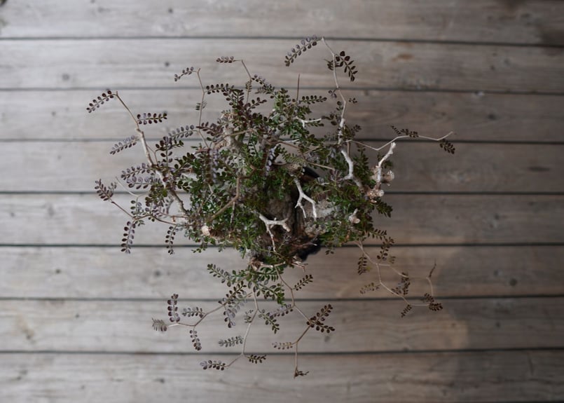 オペルクリカリア パキプス Operculicarya pachypus | mana's f