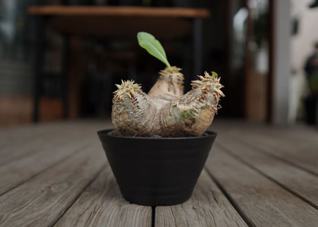 パキポディウム　エブレネウム　Pachypodium eburneum