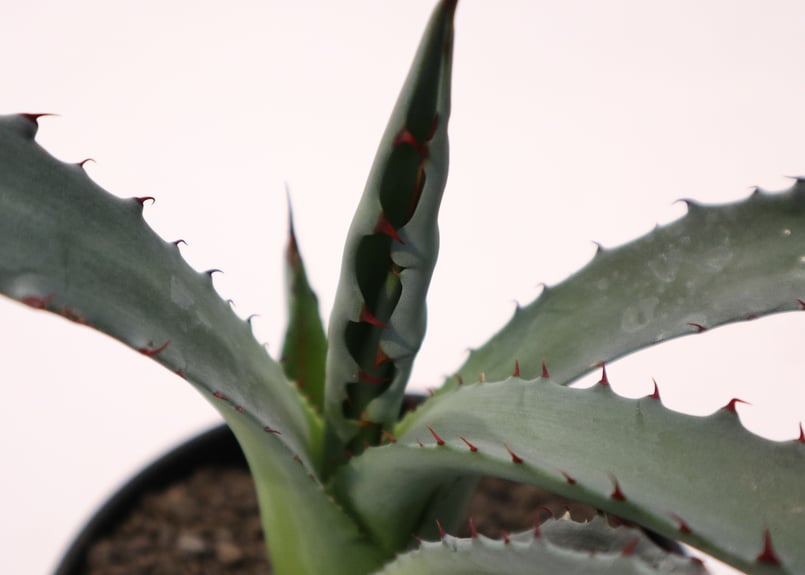 アガベ レオ no.2 | mana's farm:塊根植物・アガベ・ドライガーデン